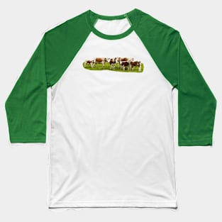 Irish Moiled Cows Baseball T-Shirt